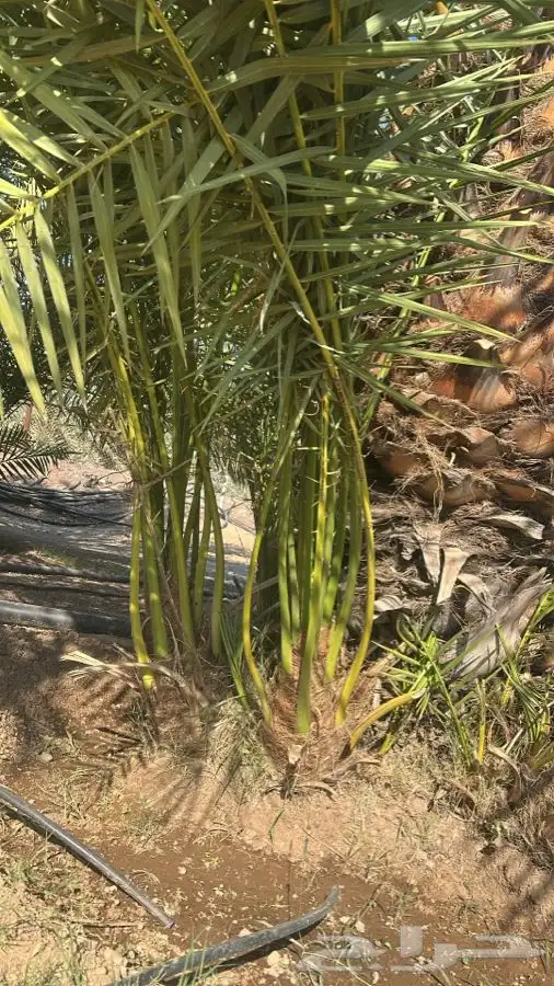 أصناء برني وكعيمر العيص الفرع الحرة الموقع ف التحديد 0