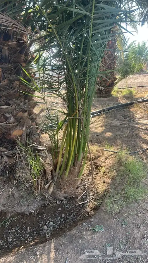 أصناء برني وكعيمر العيص الفرع الحرة الموقع ف التحديد 2