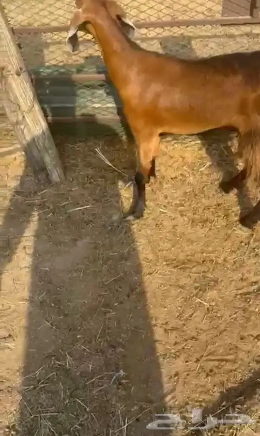 عنز محايليه شحم وجفره ثنيه دافع 12