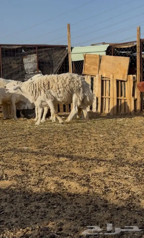 طلي حري مشروط 1