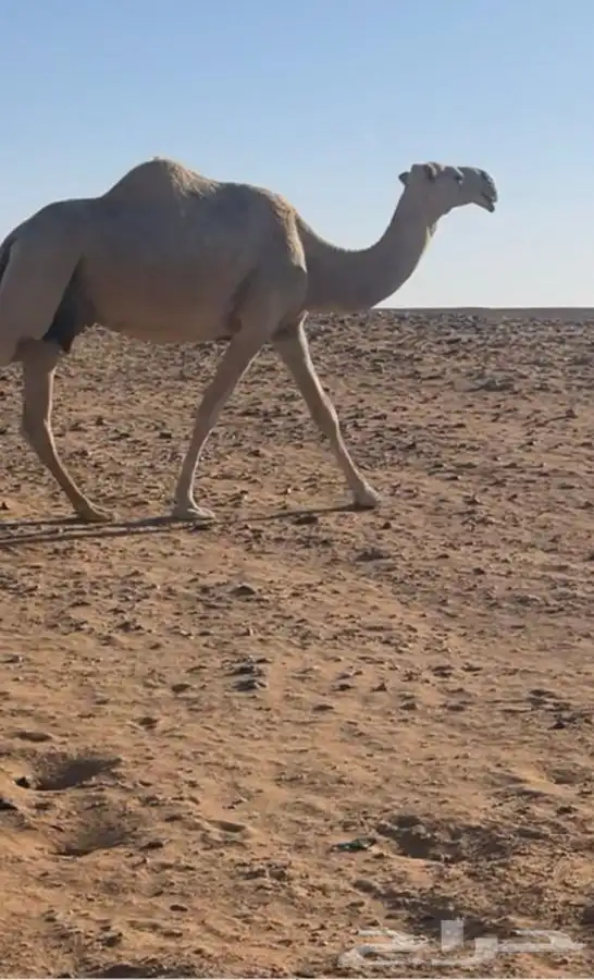 ناقه للبيع 0