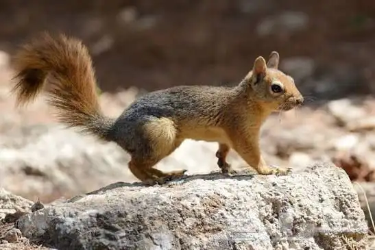 مطلوب سنجاب سوري. 0