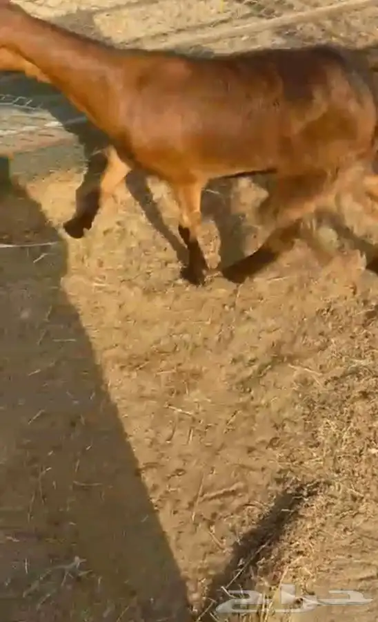 عنز محايليه شحم وجفره ثنيه دافع 11