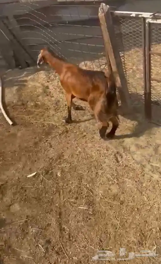 عنز محايليه شحم وجفره ثنيه دافع 8