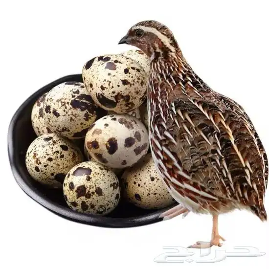 مزارع طائر الرفراف للإنتاج طيور السمان وبيض السمان 0