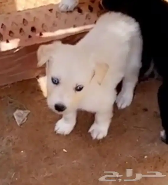 3جراوه هجين هاسكي وقولدن إعمار 50يوم لتبني بدون مقابل 0