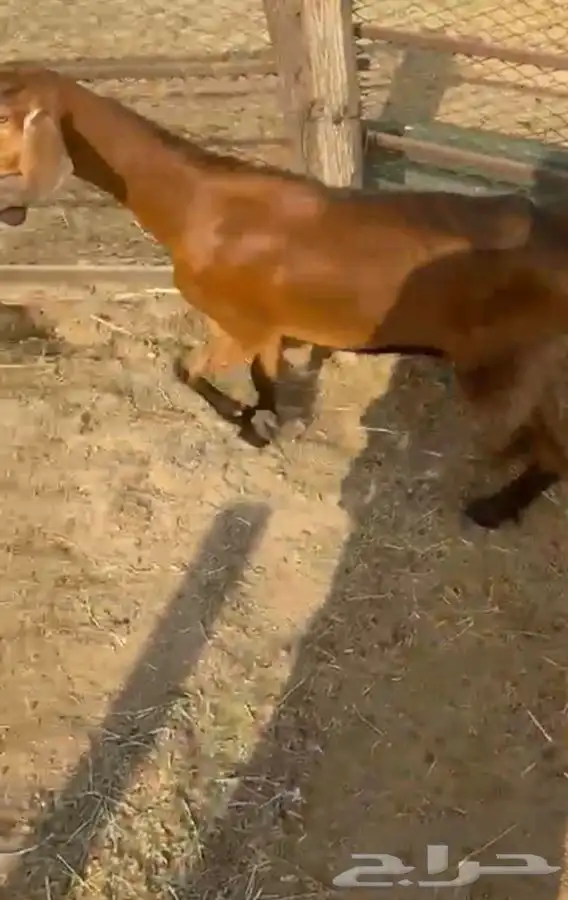 عنز محايليه شحم وجفره ثنيه دافع 10