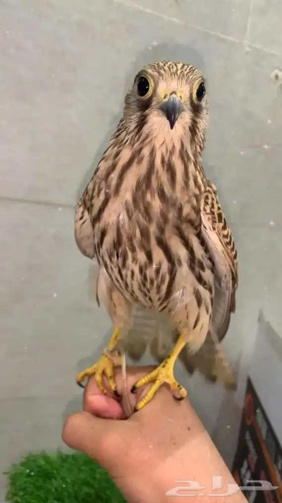 باشق او شبوط انثى حجم كبير ومدرب ويهد مع اغراضه 0