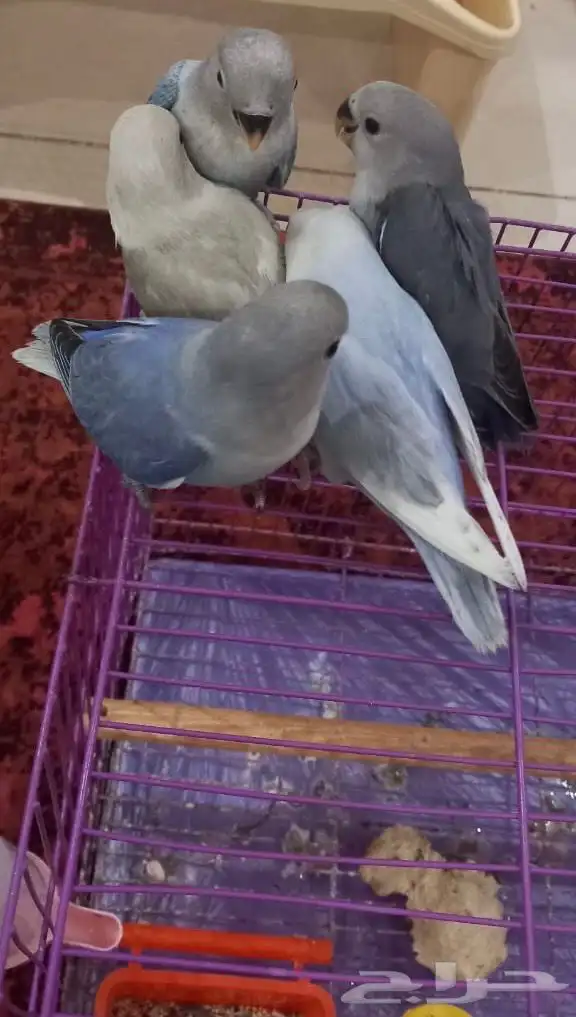 للبيع عدد(5) فروخ روز مفطومه اليفه 3