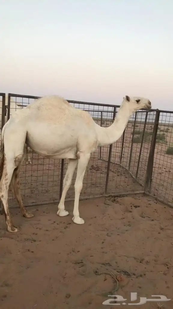 للبيع بعير علياني 0