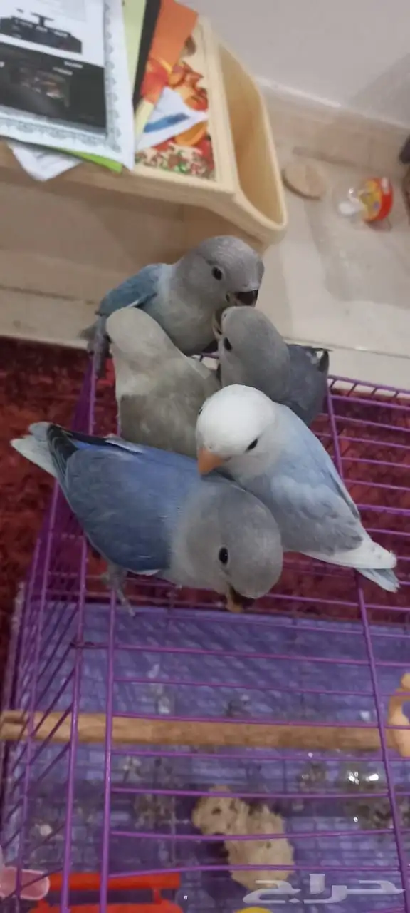 للبيع عدد(5) فروخ روز مفطومه اليفه 0