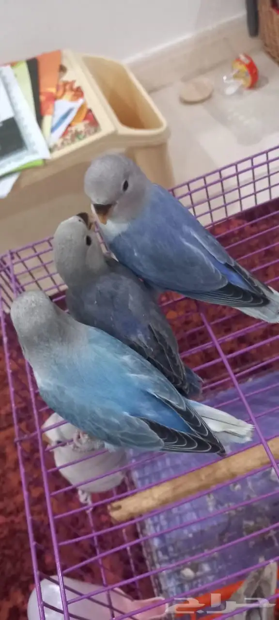 للبيع عدد(5) فروخ روز مفطومه اليفه 1