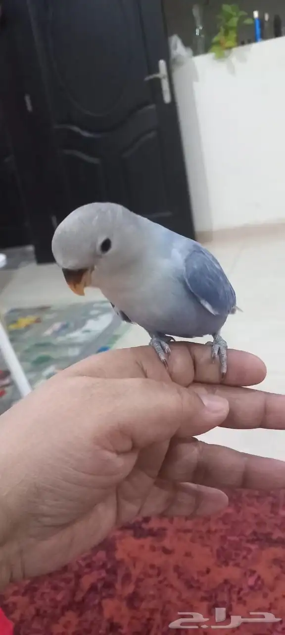 للبيع عدد(5) فروخ روز مفطومه اليفه 4