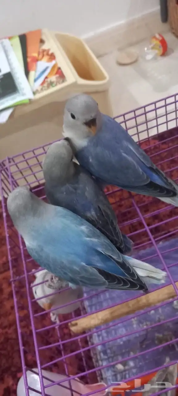 للبيع عدد(5) فروخ روز مفطومه اليفه 2