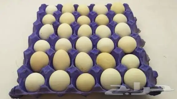 بيض بلدي طازج 0