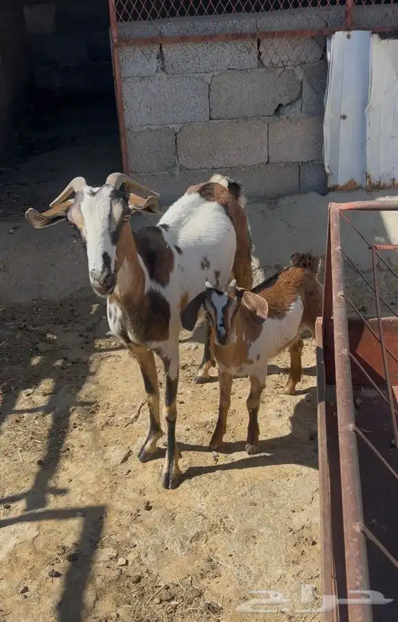 عنز تحتها تيس 3