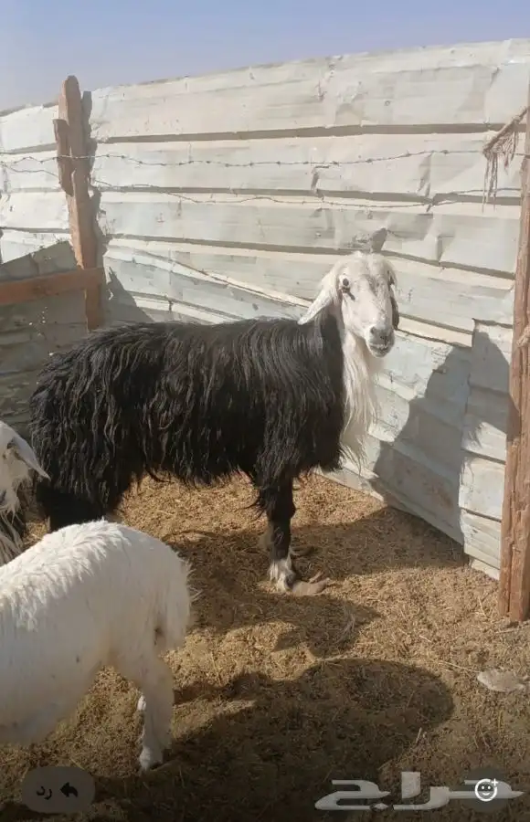 نجدي طيب للبيع العم تام وحري عمره حول 6 شهور وطيب 0