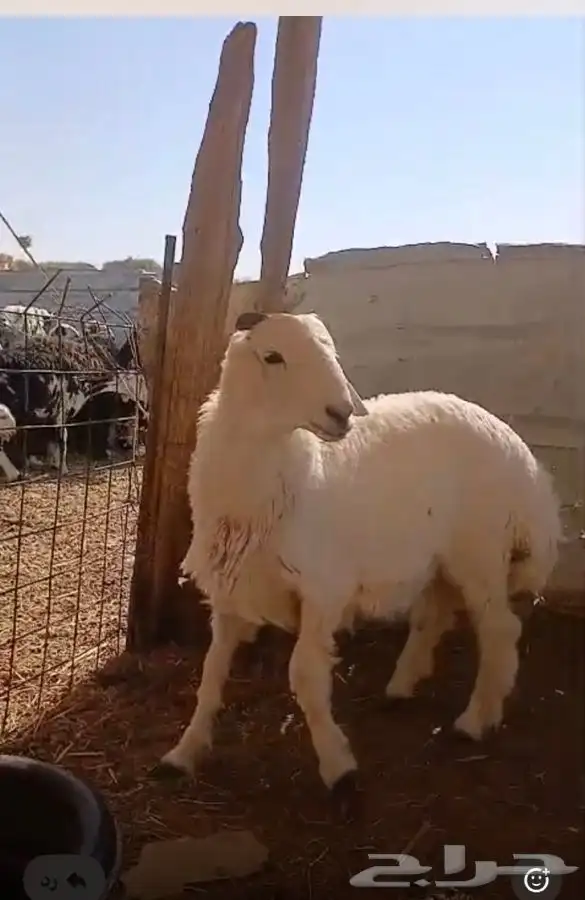 نجدي طيب للبيع العم تام وحري عمره حول 6 شهور وطيب 3