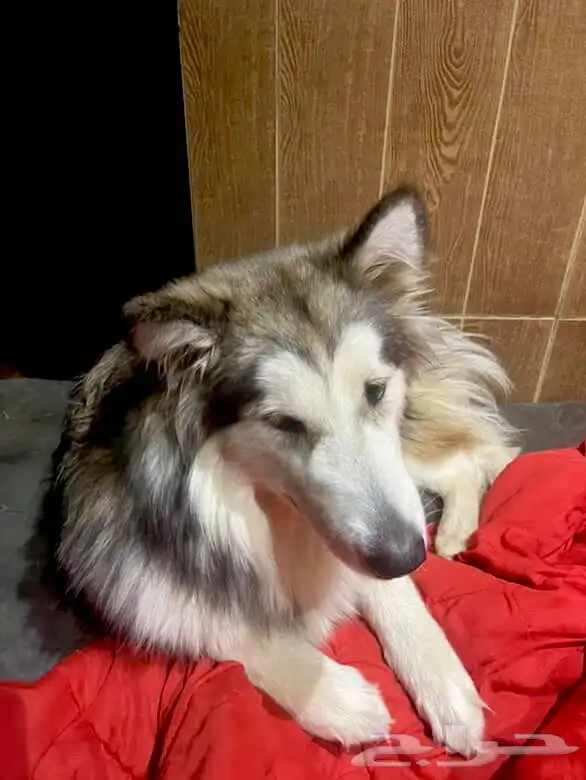 كلبة هاسكي ماليميوت 2