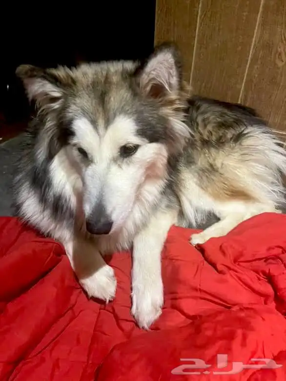 كلبة هاسكي ماليميوت 0