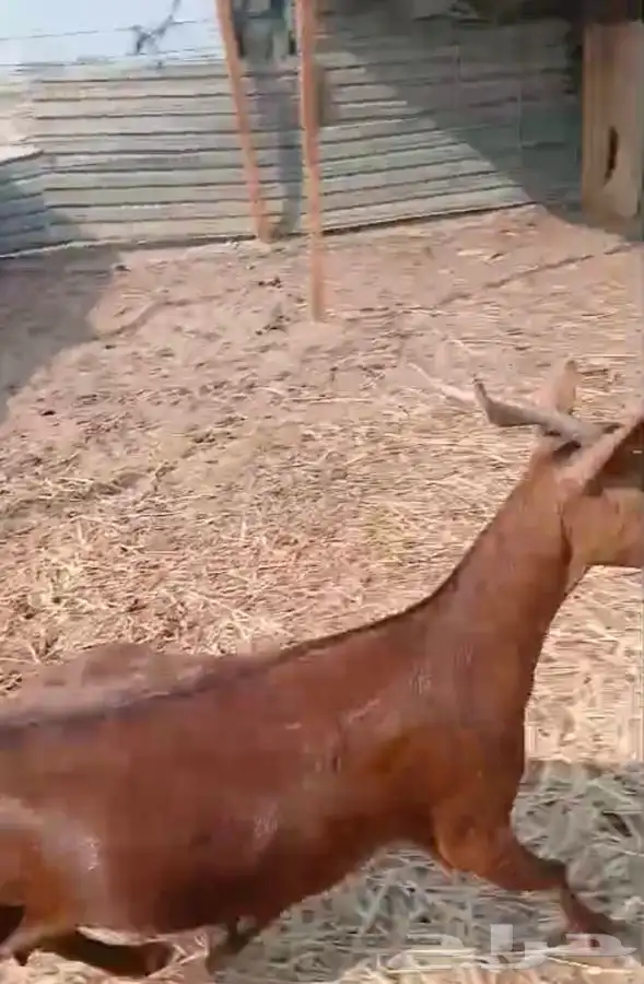 عنز محايليه شحم وجفره ثنيه دافع 0