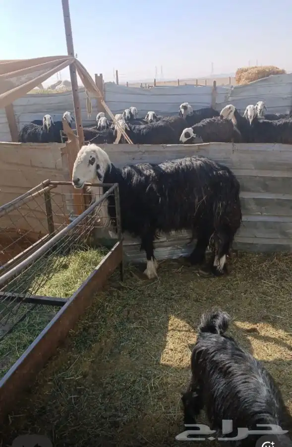 نجدي طيب للبيع العم تام وحري عمره حول 6 شهور وطيب 1