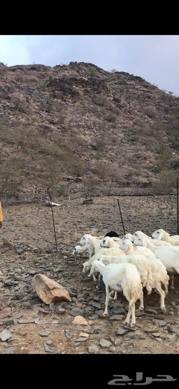 للبيع ضان مقاني 2