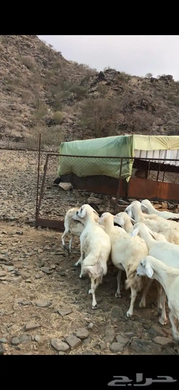 للبيع ضان مقاني 7