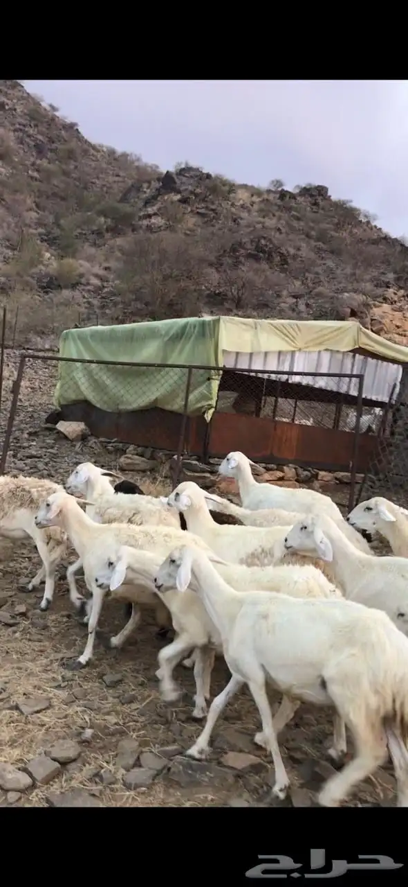 للبيع ضان مقاني 6