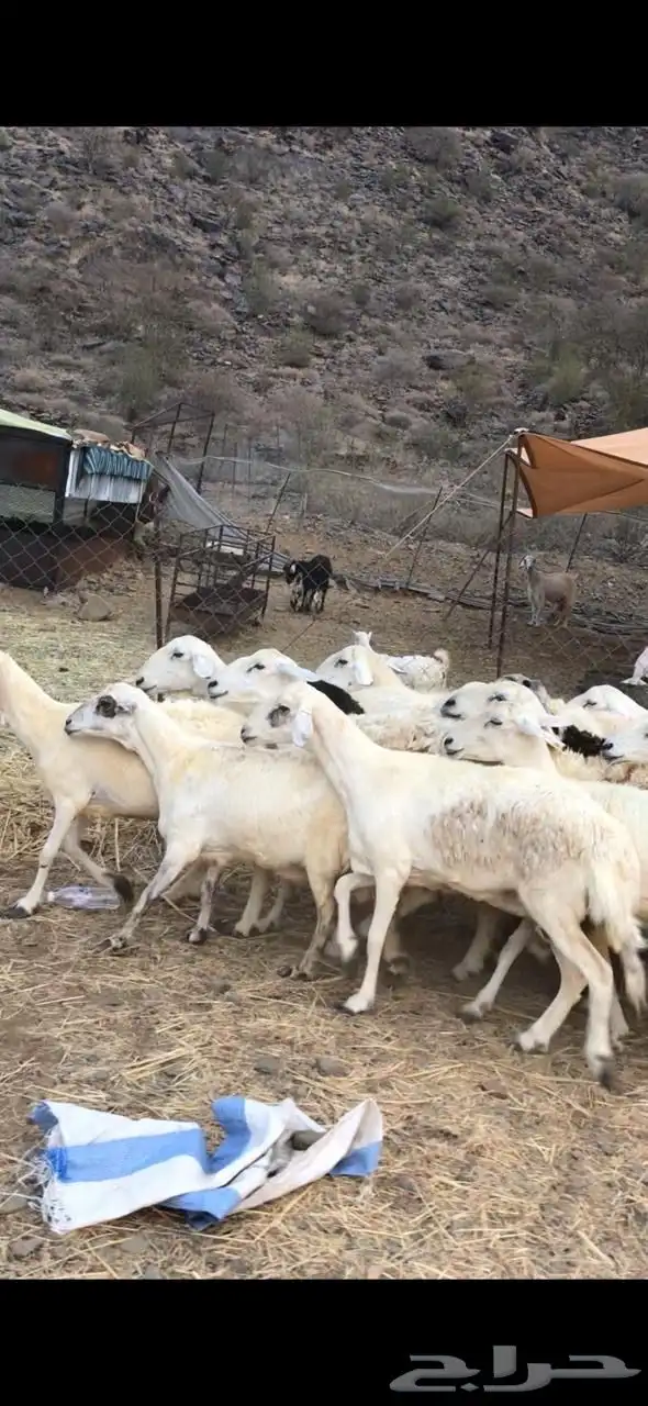 للبيع ضان مقاني 8