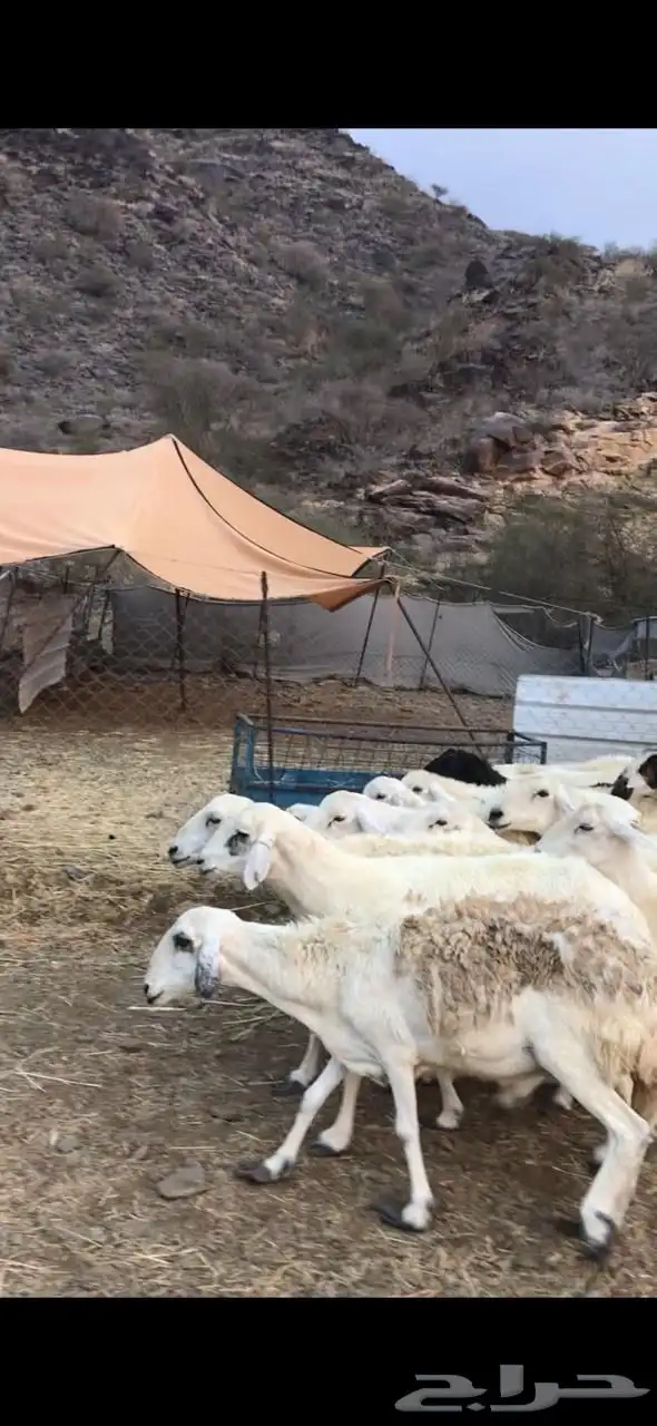 للبيع ضان مقاني 4