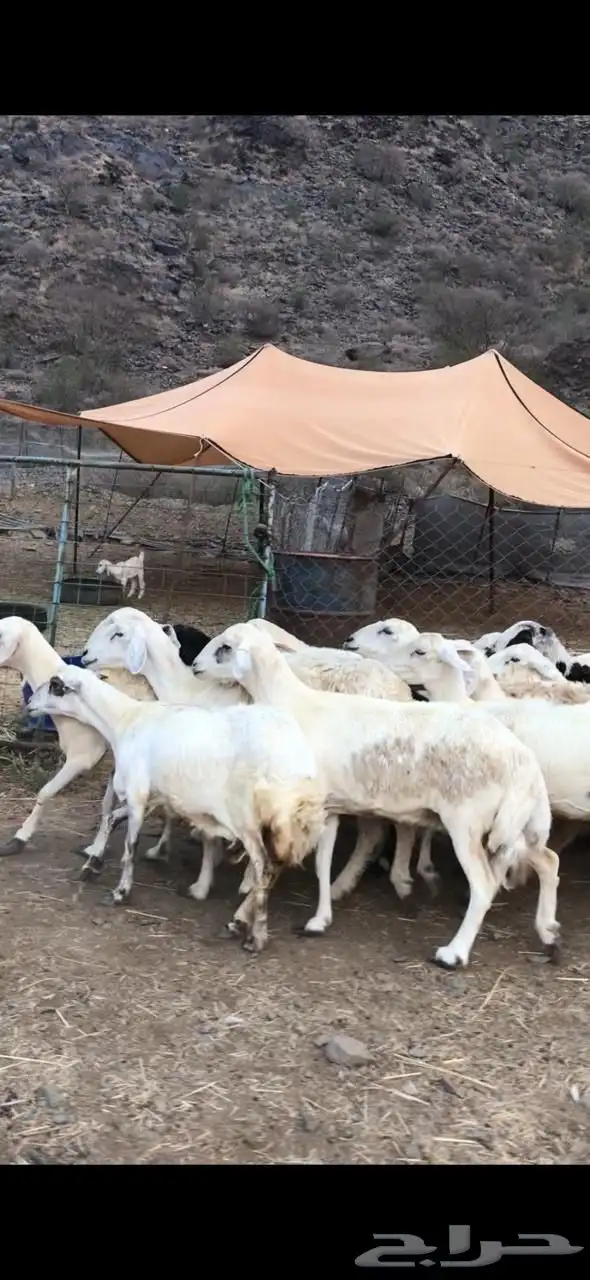 للبيع ضان مقاني 0