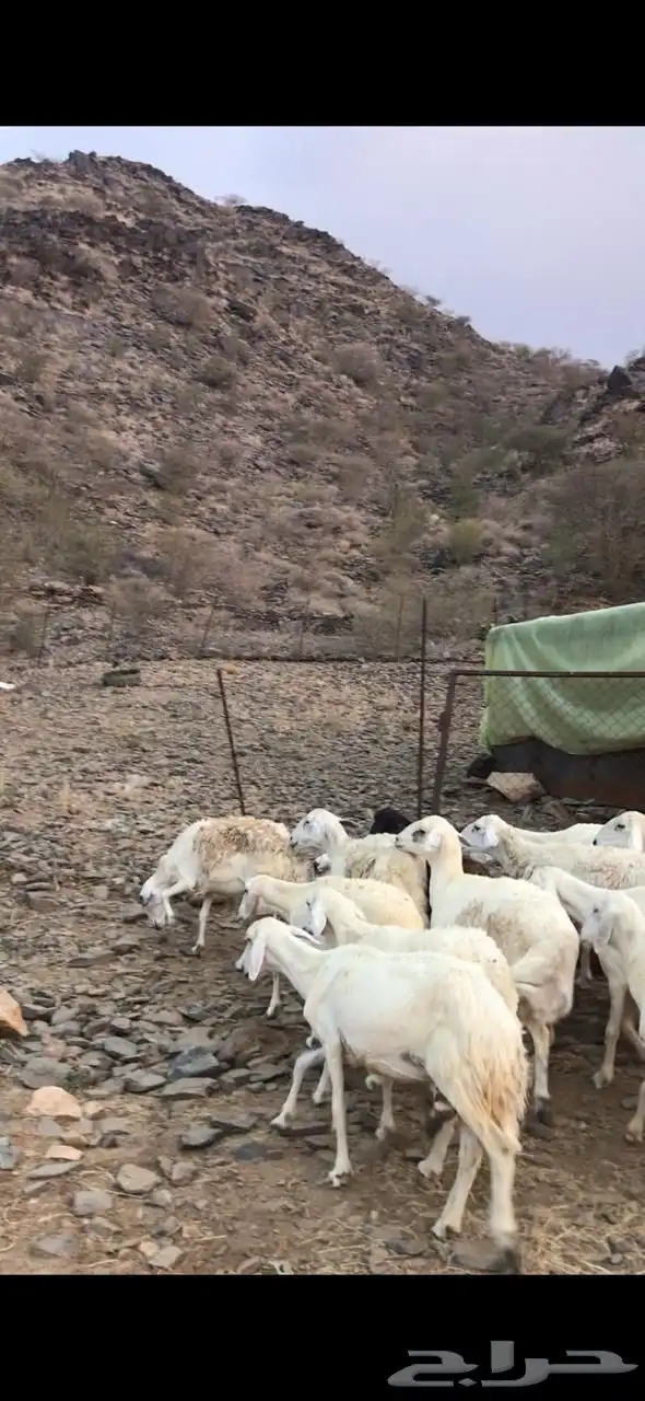 للبيع ضان مقاني 3