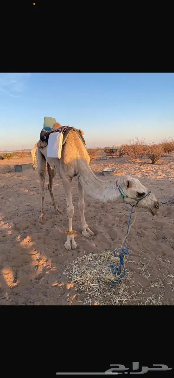 رحول للبيع 0