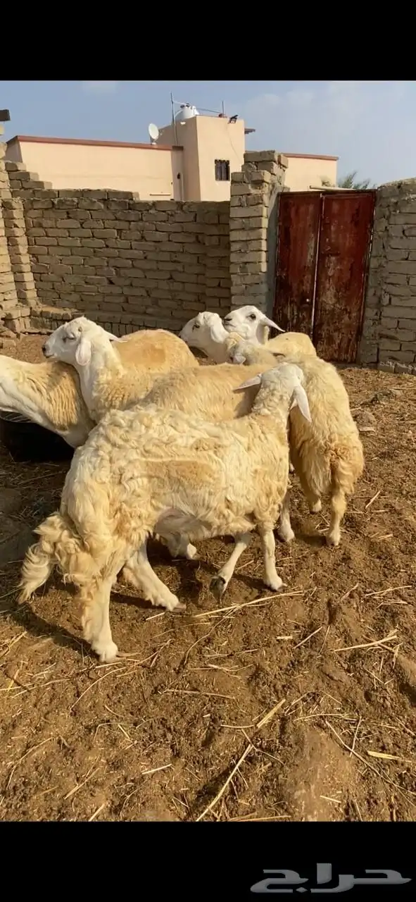 طليان العدد 6 0