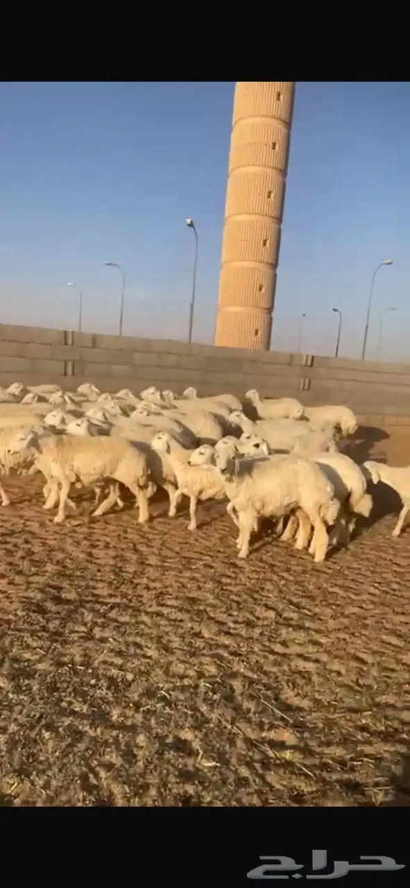 رخال حرش صنف 1