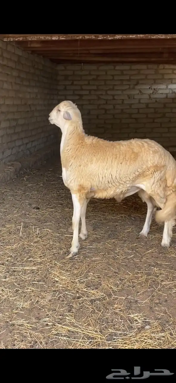 طليان العدد 6 1