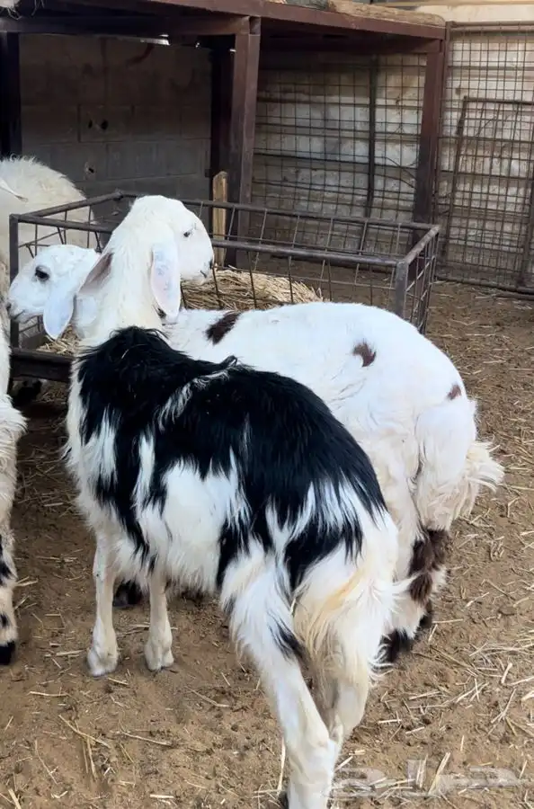 هرافى طيبه ونظيفه 0