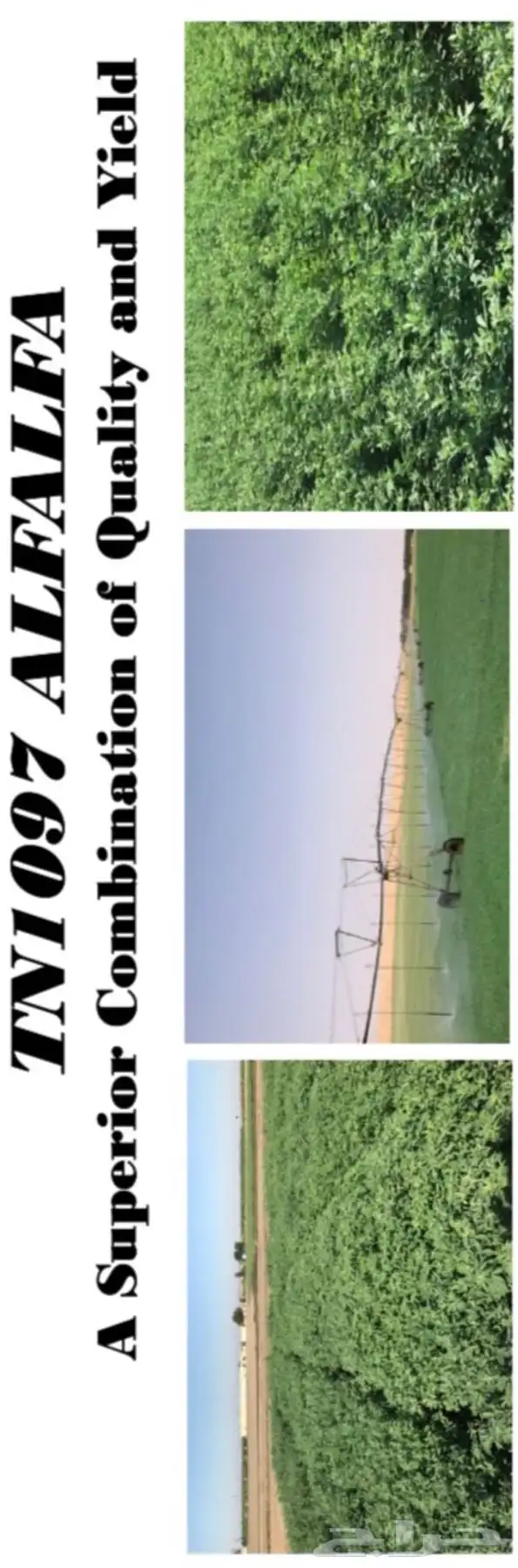 بذور برسيم امريكي مغلف 6