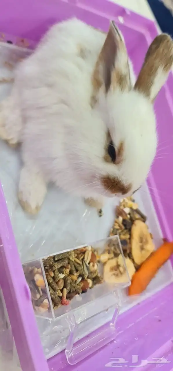 أرنب هولندي للبيع 4
