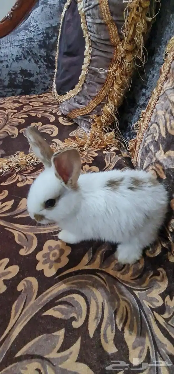 أرنب هولندي للبيع 1