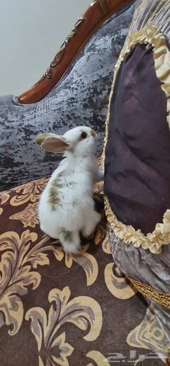 أرنب هولندي للبيع 0