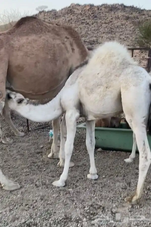 6 قعدان فل شحم 0