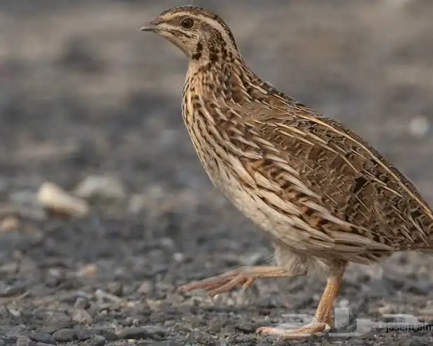 فري للبيع سعرها الحبه ب 10 الموقع الارطاويه 0