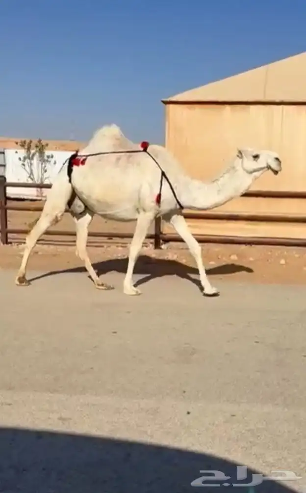 ناقه لقحه للبيع 1