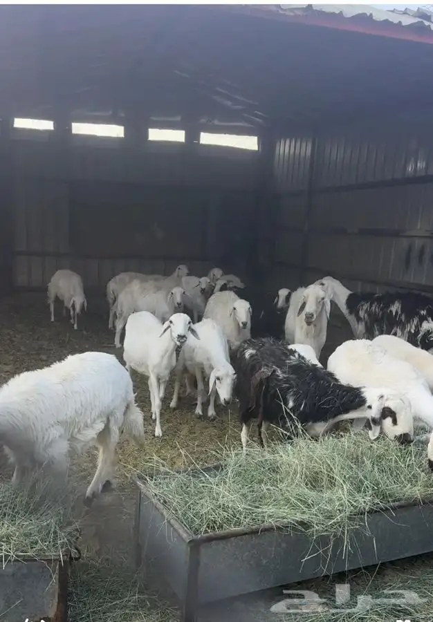 غنم للبيع العدد 20 معها 2 فحول ا 2
