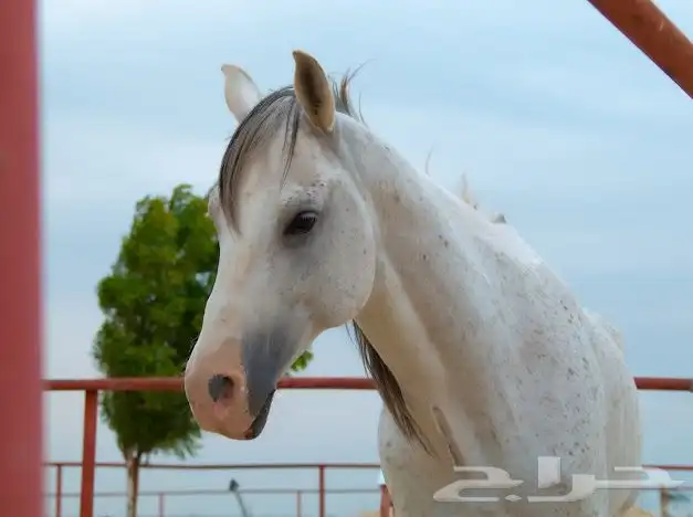 حصان جزيري بدون ورق 0