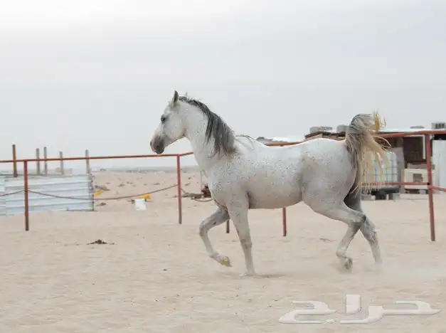 حصان جزيري بدون ورق 2