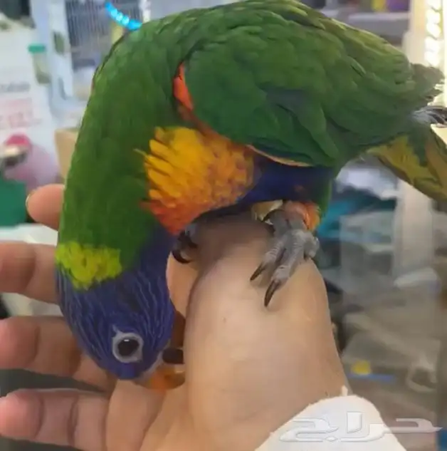 للبيع ببغاء لوري 0