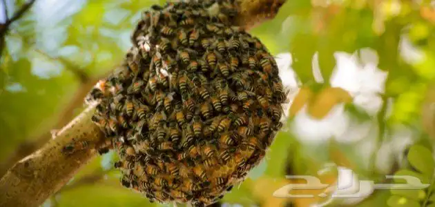 ازالة النحل الضار من المنازل 0